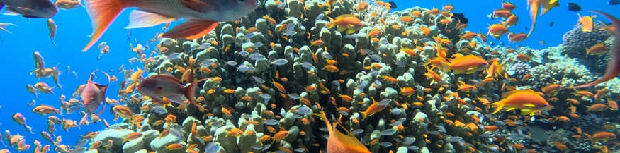 Fische, Riff, Rotes Meer