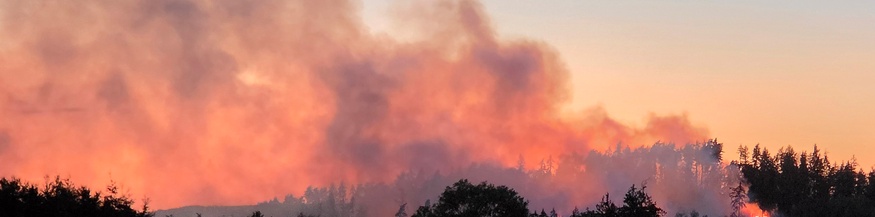Waldbrand in Sachsen, Deutschland: Sichtbares Feuer in einem Waldabschnitt, aufsteigender Rauch