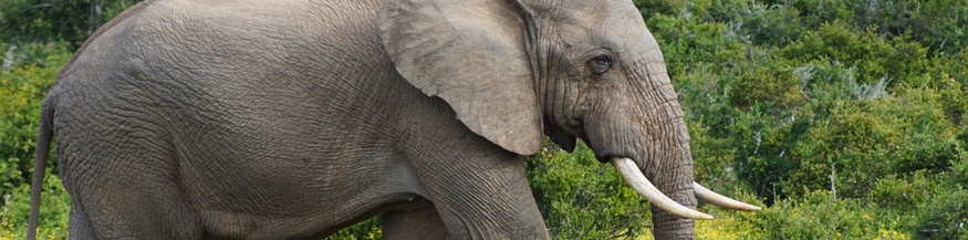 Elefant