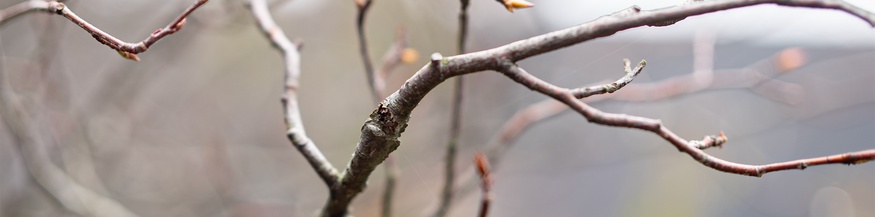 Herbstliche Äste