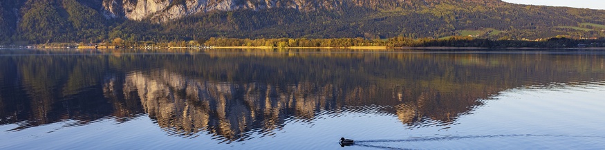 Wasserspiegelungen im Mondsee mit Enten