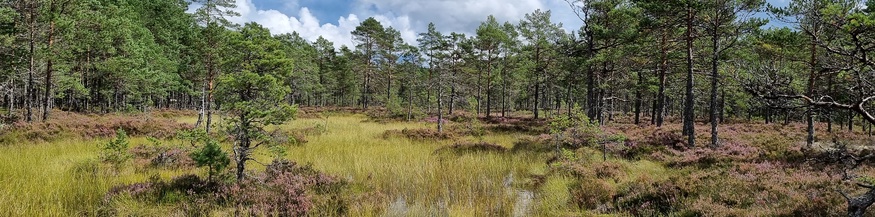 Estlands Wälder