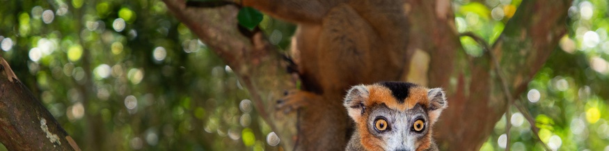 Lemuren in Madagaskar