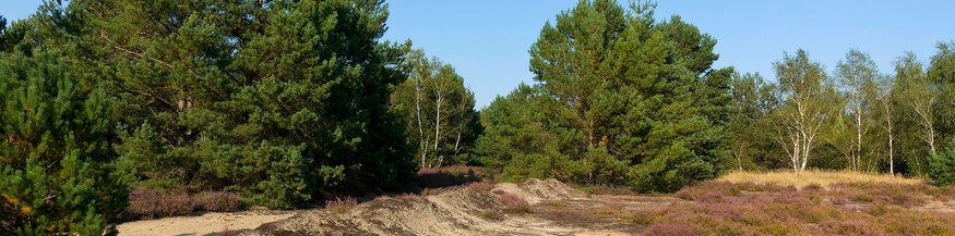 Lieberoser Heide