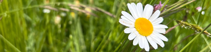 Blumenwiese