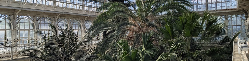 Palmen im Palmenhaus