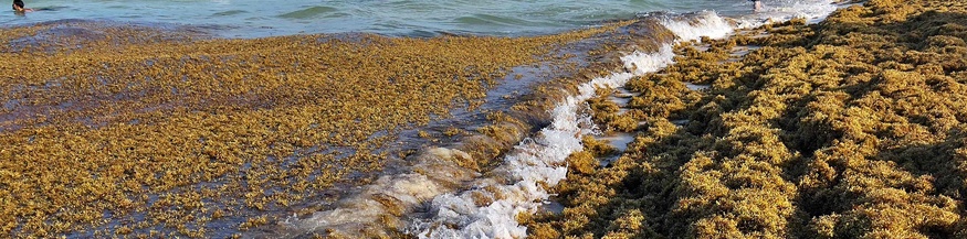 Algen an der Küste von Mexiko, in Cancun