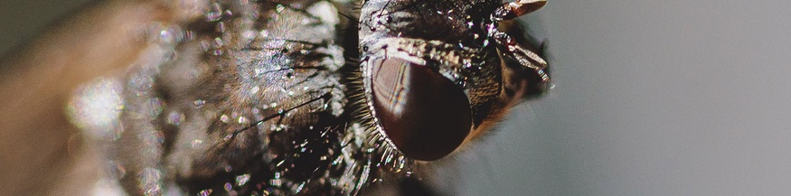 Schmeißfliege