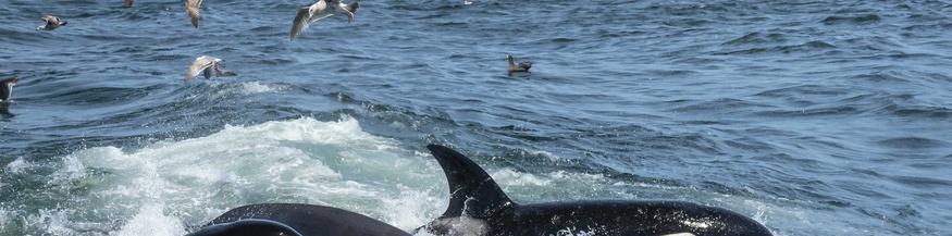 Orcas und Seevögel