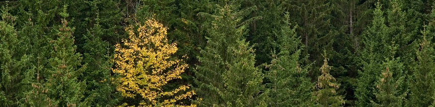 Wald: Monokultur und ein anderer Baum