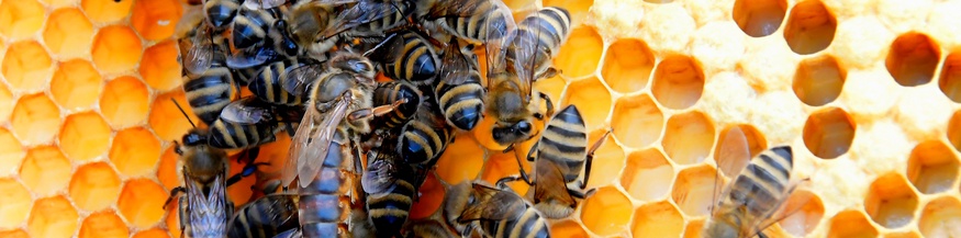 Bienen