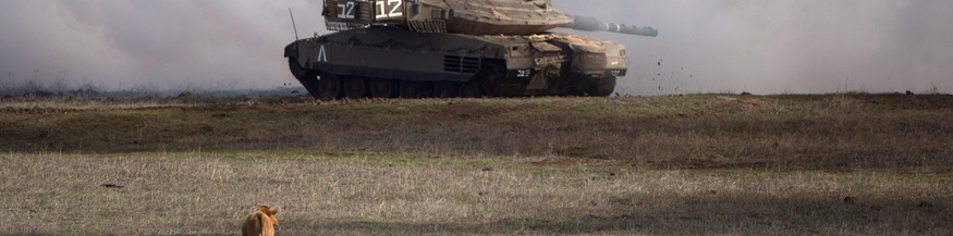 Panzer und Nutzvieh auf den Golanhöhen