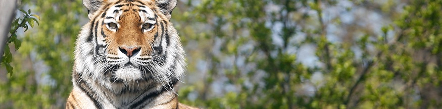 Sibirischer Tiger im Tiergarten Schönbrunn