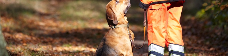 Hundeführerin mit Hund im Wald