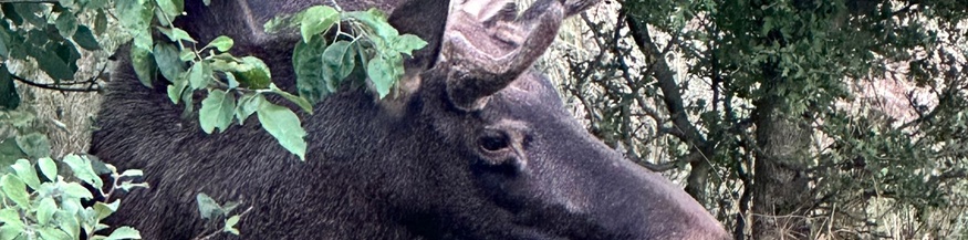 Elch "Emil"