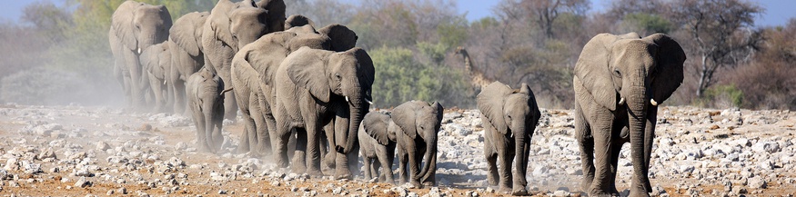 Elefantenherde, Afrika