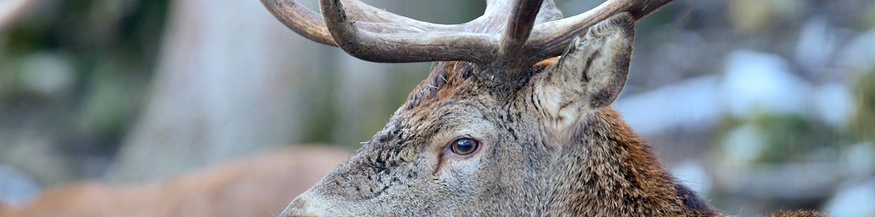 Hirsch in der Winterlandschaft