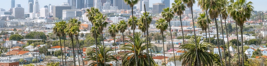 Palmen in Los Angeles
