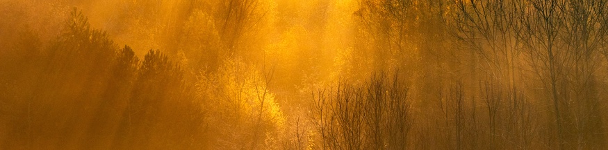 Sonnenaufgang im Wald im Ruhrgebiet 