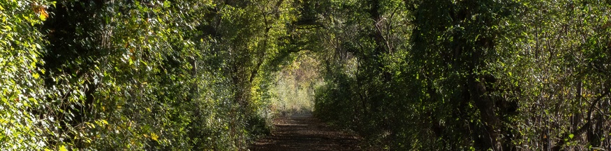 Durchgang im Wald