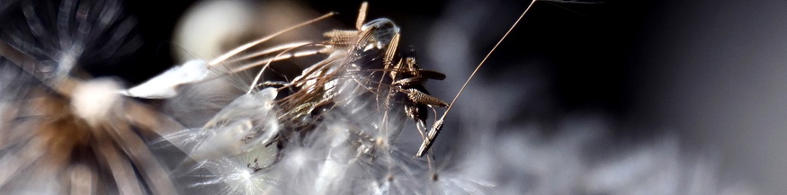 PICTUREDESK.COM/DPA/FEDERICO GAMBARINI Fliegender Löwenzahn