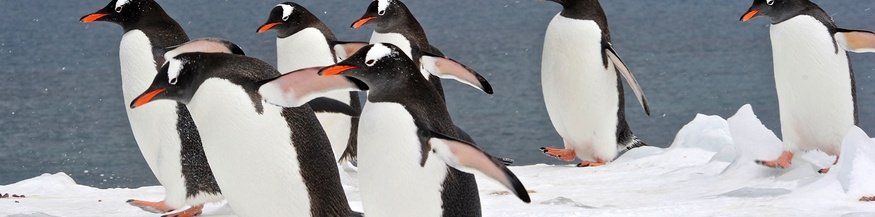 Eselspinguine in der Antarktis