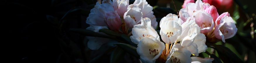 Japan Blumen in Akita