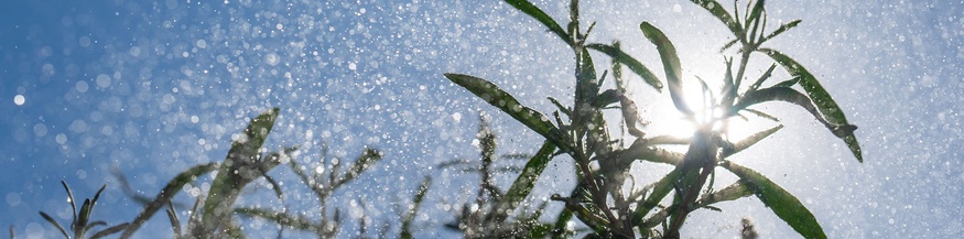 Wasserperlen über Lavendel