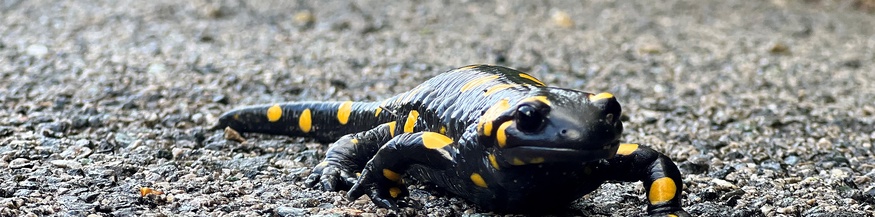 Feuersalamander