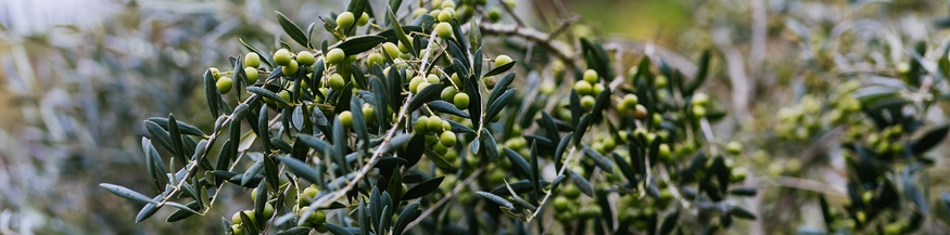 Olivenbaum 
