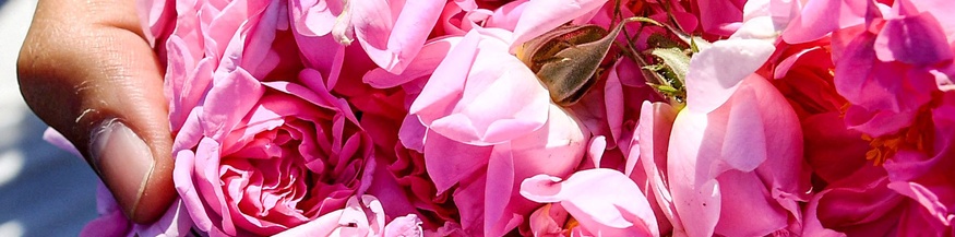 Rosenblätter