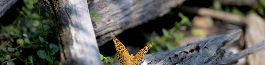 Schmetterling in der Lobau