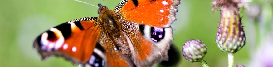 Schmetterling