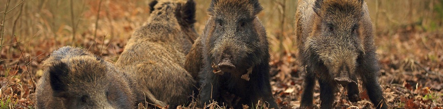 Wildschweinrotte