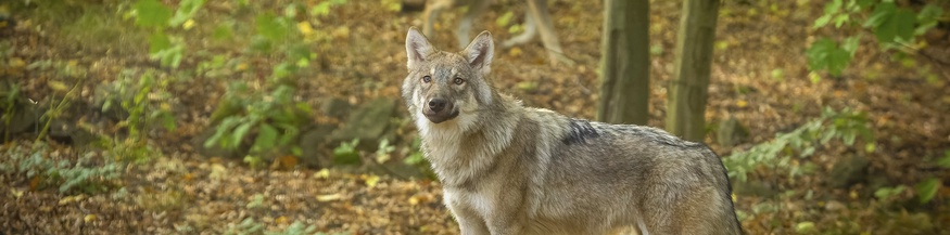 Wölfe