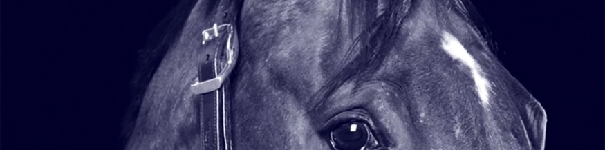 Pferd, Ausschnitt des Buchumschlags