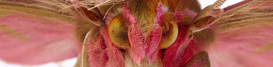 "neopalpa donaldtrumpi" der Künstlergruppe t8y
