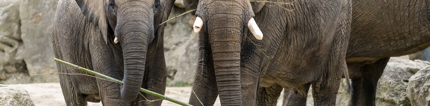 Afrikanische Elefanten im Tiergarten Schönbrunn