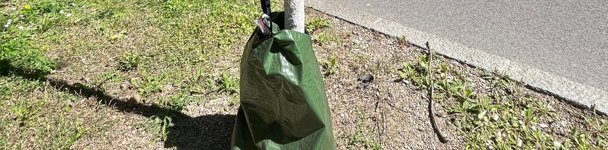 Bewässerungssack der Stadt Wien: Immer wieder legen Insekten auch dort ihre Eier ab.