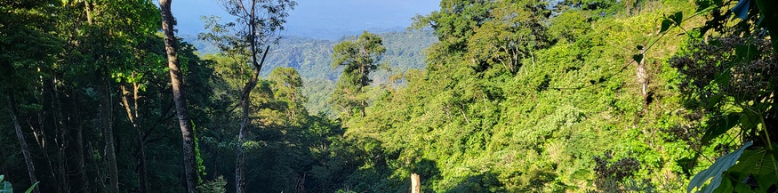 Nebelwald, Guatemala