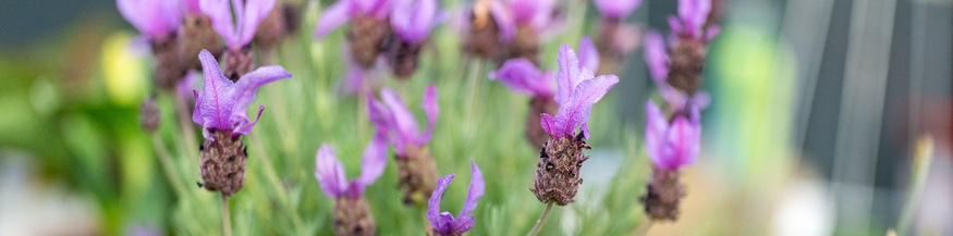 Schmetterlingslavendel im Garten, Sommer