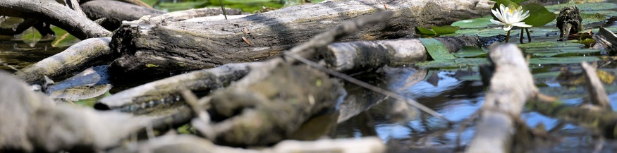 Gewässer in der Lobau