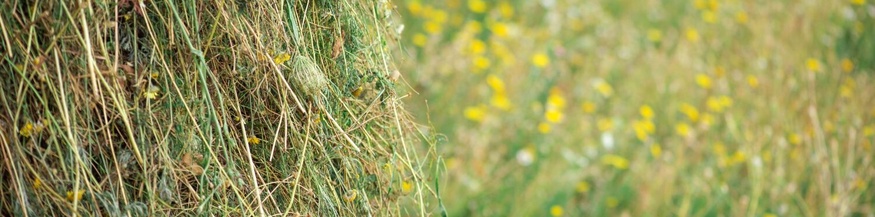 Wiesenstück von Anita Fuchs