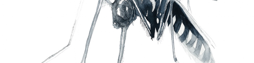 Asiatische Buschmücke