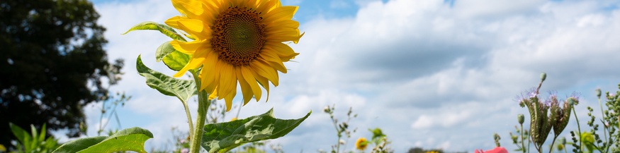 Sonnenblume