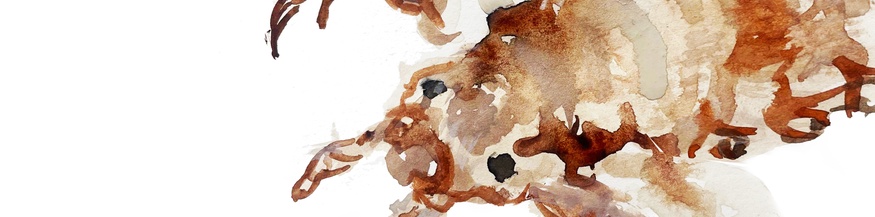 Illustration einer Laus
