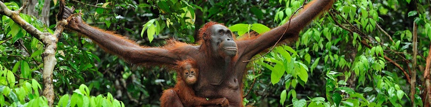 Orang Utan mit Kleintier in Borneo