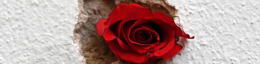 Eine Rose in einem Einschussloch
