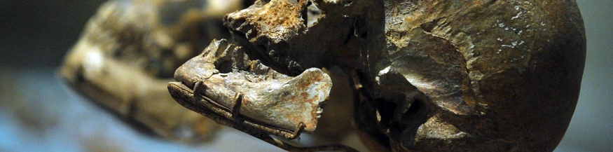 Schädel eines Homo Sapiens, dahinter Homo Neanderthalensis