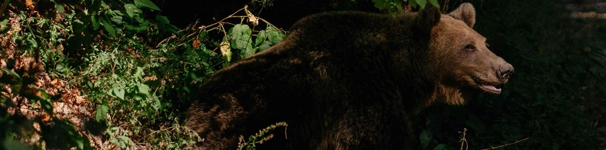 Rumänischer Bär im Wald